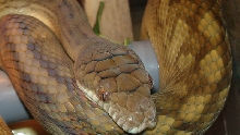 c2