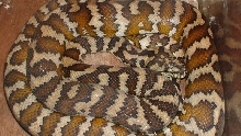 c3