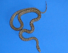 d5