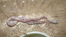 corn2