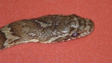 f6