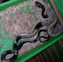 G. janseni