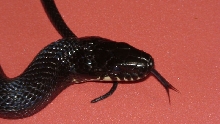 kr5