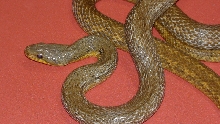 kr7