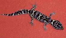 l2