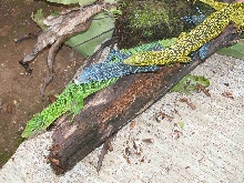 tm5