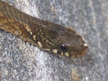 u1