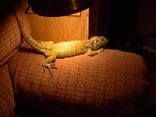 Buddy 12/17/02