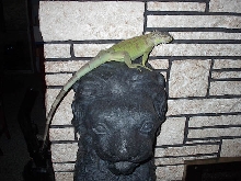 Chillin on the Lion