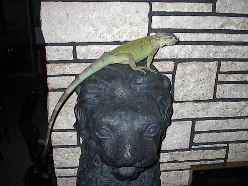 Chillin on the Lion