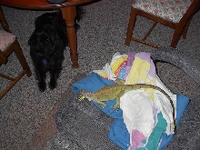 Evil Dog...