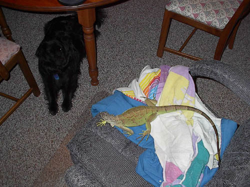 Evil Dog...