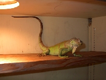 Inside the enclosure
