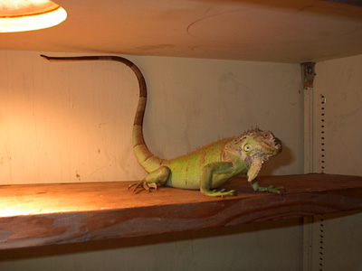 Inside the enclosure
