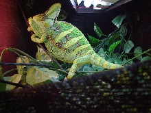 Lucifer 8/25/03