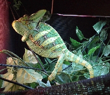 Lucifer 8/25/03