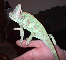 Lucifer 2/26/03