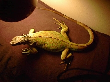 Fat Iguana