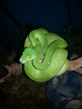 chondro