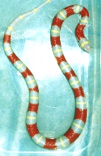 nelsoni alb.2002