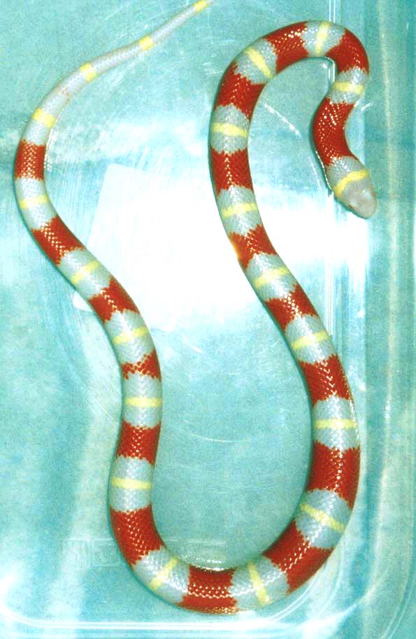 nelsoni alb.2002