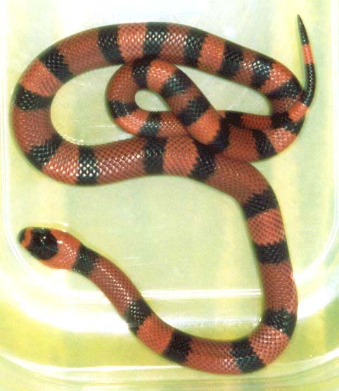 hondurensis