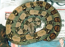 boa