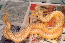 copula