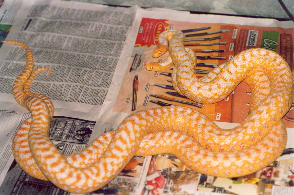 copula