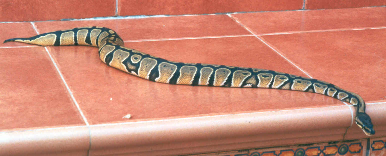 my first snake