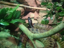 BHP @ Houston Zoo