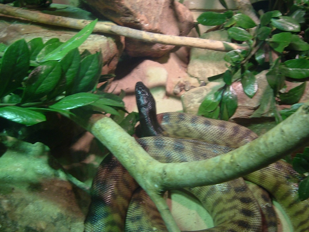 BHP @ Houston Zoo
