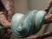 Chondro @ Houston Zoo