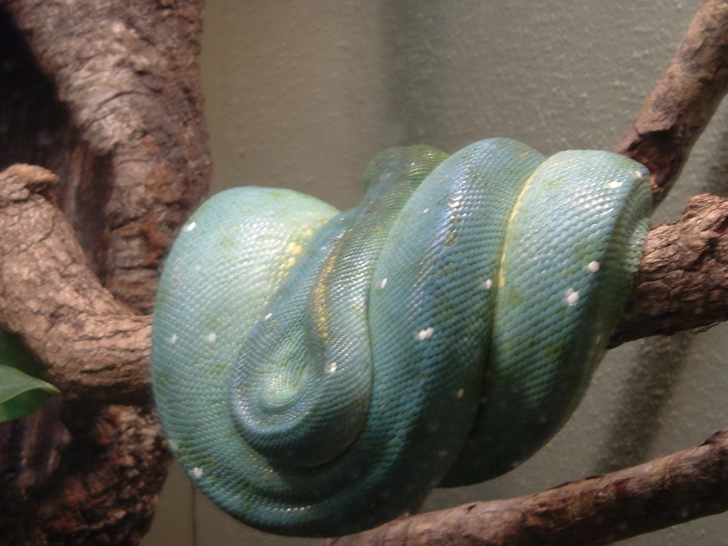 Chondro @ Houston Zoo