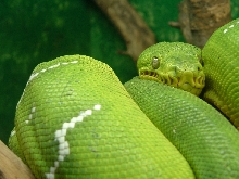 ETB @ Houston Zoo