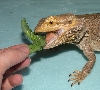FoxGlove eating a hornworm
