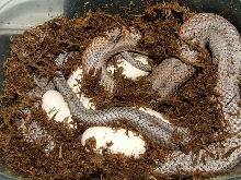 bairds eggs