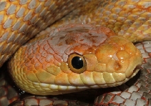 Q3