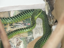 Male Boomslang