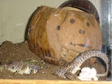 Jewelled Lacerta Laying Eggs
