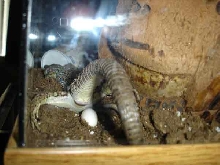 Jewelled Lacerta Laying 15 eggs 2