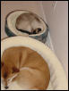 My Babies