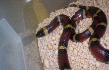 female annulata