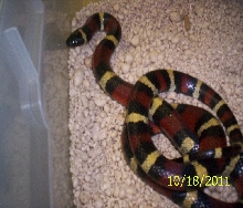 Male annulata