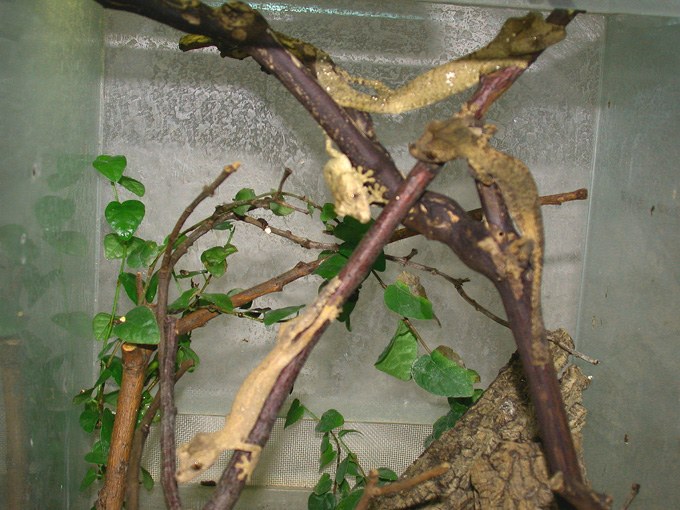 Babies of Uropl. guentheri