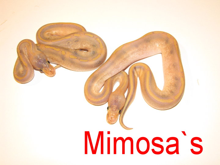 Mimosa