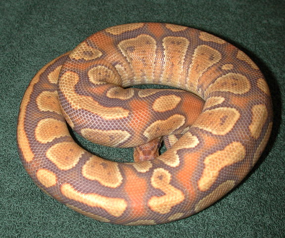 caramel1
