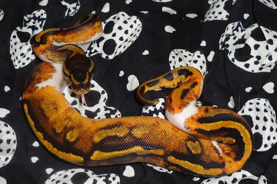 Pied female