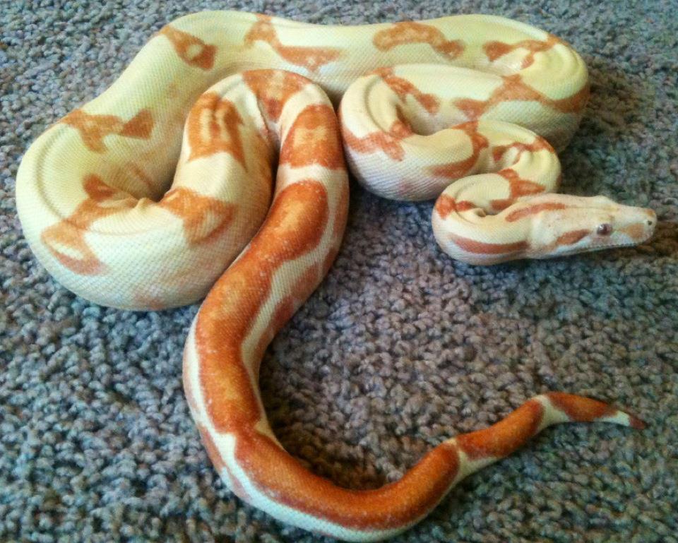 Sully Sunglow