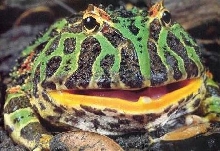 SMILE FOR THE CAMERA